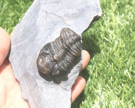 Phacops Trilobite Fossil – Authentic Devonian Morocco Prehistoric Specimen - €39,84 EUR