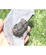 Phacops Trilobite Fossil – Authentic Devonian Morocco Prehistoric Specimen - €40,01 EUR