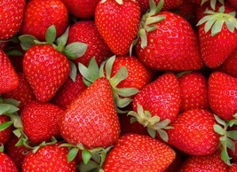 10 Quinalt Everbearing Strawberry Live Plant Bare Root Non GMO - £22.83 GBP