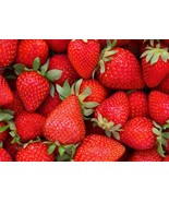 10 Quinalt Everbearing Strawberry Live Plant Bare Root Non GMO - €24,98 EUR