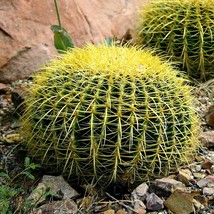 Golden Barrel Cactus Seeds Echinocactus 15 seeds easy to grow indoors or... - $12.98