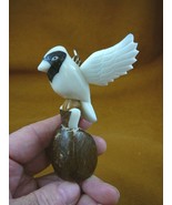 (TNE-BIR-CA-471D) white Cardinal bird perched TAGUA NUT nuts figurine ca... - $25.94