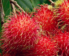 5pcs Rambutan Seed Red Fruits Malaysia Miracle Fruit Seeds Plant Giant - £8.92 GBP