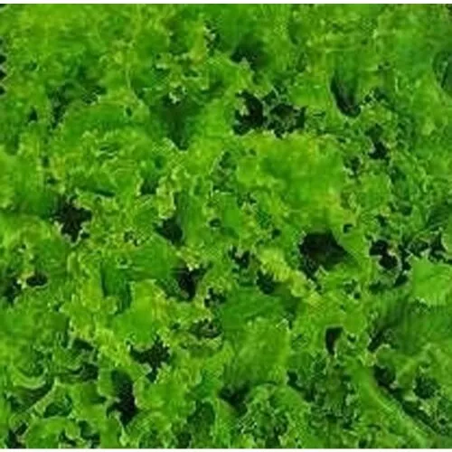 Fresh Seeds Lettuce Green Grand Rapids Vegetable 10000 Seeds - £10.93 GBP
