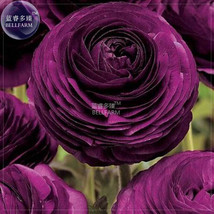 Ranunculus Purple Flower Seeds 20 Seeds Buttercup Big Blooms Flowers E4342U Gard - £8.40 GBP