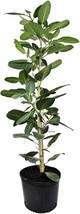 VP Ficus Audrey Column - Live Plant In A 10 Inch Pot - Ficus Benghalensi... - £184.65 GBP