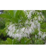 ArfanJaya 5_Seeds Chionanthus virginicus Fringe Tree Grancy Graybeard - £14.28 GBP
