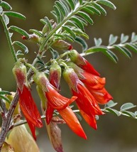 Red Balloon Pea - Cancer bush - Lessertia frutescens 5+ seeds E 345 - $90.49 MXN