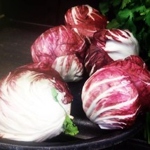 Fresh USA Seller Palla Rosa Radicchio Vegetable - £12.48 GBP