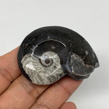 36.5g, 2.1&quot;x1.5&quot;x0.7&quot;, Goniatite Ammonite Polished Mineral from Morocco, F2007 - £9.59 GBP