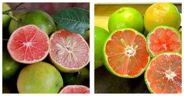 3 Super Rare Bog Pink Red Key Lime, Peach Lemon Seeds - £40.75 GBP