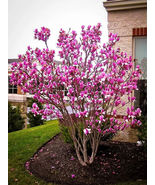 Ann Magnolia 2.5&quot; pot shrub/tree live plants - $33.39