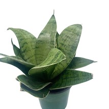 Variegated Snake Plant, 4 inch, Rosette Shaped lengua de vaca, Sansevieria Draca - £11.90 GBP