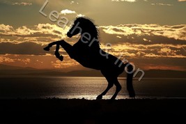 New Horse Silhouette Design Vinyl Checkbook Cover Sunset - £6.92 GBP