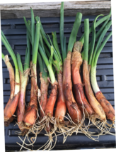 10 Organic Catawissa Egyptian Walking Onions Bare Root Live Plants Zone ... - £6.35 GBP