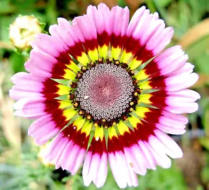 Painted Daisy Tricolor Spring Mix Gigantic Flowers Butterflies Bees 500+ Seeds - £5.65 GBP