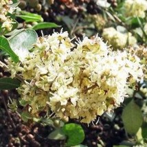 Fast Ship USA Seller Lawsonia Inermis Henna Mignonette Tree Egyptian Privet 10 S - £15.33 GBP