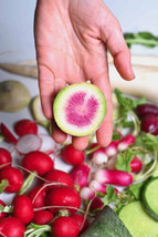 500+ Watermelon Radish Seeds - $9.00