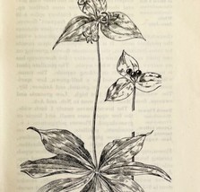 1905 Indian Cucumber Flower Print Pen &amp; Ink Lithograph Antique Art 6.75 x 3.75&quot; - £13.70 GBP