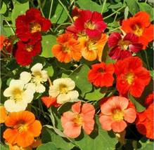 Nasturtium Flower Mix 25 Seeds - Tropaeolum - B280 - £9.25 GBP