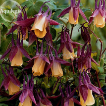 New Fresh Lantern Brown Orange Aquilegia Columbine Garden Perennial Flow... - $71.77 MXN