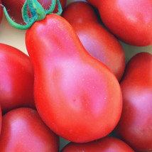 Tomato Red Pear (Lycopersicon Esculentum Great Vegetable 100 Seeds Fresh Gardeni - £7.71 GBP