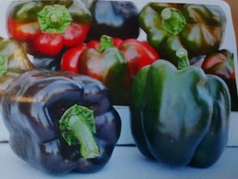 10 Purple Beauty Sweet Pepper Seed Freeship Tasty Grown In Usa USA Seller Garden - £7.89 GBP