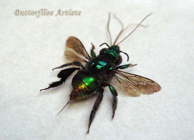Metallic Orange Green Real Orchid Bee Euglossa Hansoni Entomology Collec... - $84.99