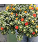 Zanzibar Carthamus Seed, Zanzibar Carthamus Flower Seeds / av 700seeds - $13.99
