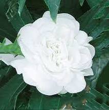 Balsam Purely White Perennial Flower Seeds - $8.45