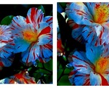 50 Seeds Hibiscus Blue &amp; Red Flowers Huge Blooms Planting Garden - $24.93