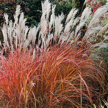 Fire Dragon Maiden Grass Live Plant (1 Qt) - $31.10