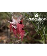 SERAPIAS OLBIA EUROPEAN TERRESTRIAL ORCHID POTTED - $43.61