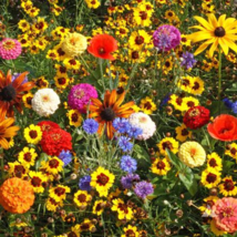 500 Seeds Children&#39;s Wildflower Mix Freshly Harvested - £12.66 GBP
