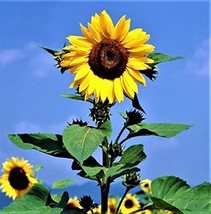Sunflower, Mammoth Grey Stripe 200 Seeds Newly Harvested, 8-12 Foot Tall - £4.73 GBP