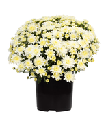 3QT White Mum Live Plant - $598.61 MXN
