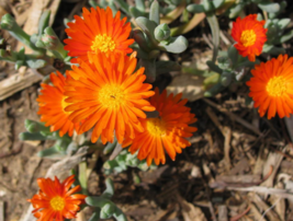 100 Pc Seeds Gelato Orange Ice Plant Flower, Livingstone Daisy Seeds Planting RK - £13.42 GBP