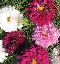35 Cosmos Double Click Seeds Annual Mix Flower Long Lasting Drought Tole... - $17.96