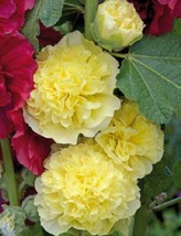 25 Golden Yellow Hollyhock Seeds Perennial Flower Flowers Seed 86  - £6.47 GBP