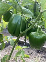 Item image 1 image 1