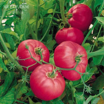 Hybrid Rose Pink Big Tomato Seeds 100 Seeds Tasty Rich Tasty Flavor Tomato - $6.98