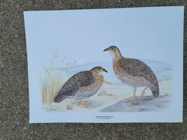 Birds of Africa Series 2 Gray Winged Francolin Print by Priscilla Henley 183/250 - £15.82 GBP