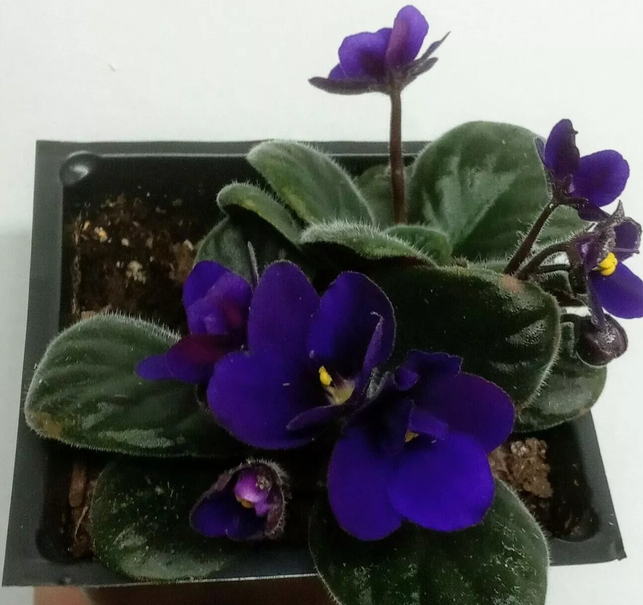 Cobalt Blue / PURPLE African Violet 1 Live STARTER Plant 4 Beatifull USA... - £27.78 GBP