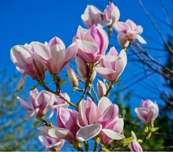 20 Seeds Saucer Magnolia Magnolia x soulangiana WD - £12.01 GBP