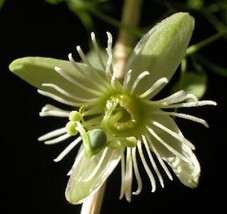 FROM US 20 Seeds Passiflora Gracilis Crinkled Passion Flower GV18 - £25.41 GBP