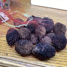 2022 Crop! Black Walnuts in Shell –1 pound walnuts Holidays! BL - $18.05