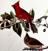 Cardinal 1950 Lithograph Art Print Audubon Bird First Edition DWU14F - $29.99