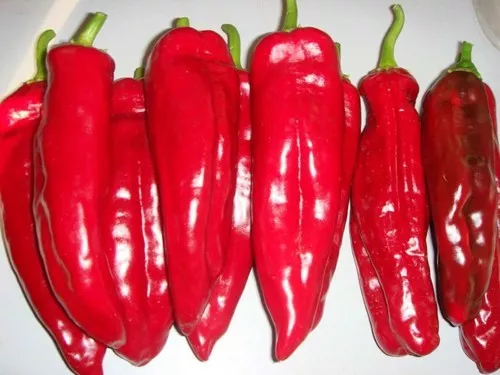 50 Pepper Seeds Corno DiTorro Rosso Sweet Pepper Seeds Easy to Grow - £12.57 GBP