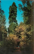 Chrome Postcard CA G022 Muir Wood National Monument Mill Valley Redwood Trees - £2.60 GBP