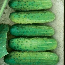 GIB 25 Seeds Easy To Grow Cross Country Cucumber Hybrid Vegetable Pickling - £7.13 GBP